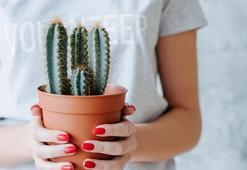 Kaktüs Nasıl Çoğaltılır? Kaktüs Nasıl Yavru Verir, Püf Noktaları Nelerdir?