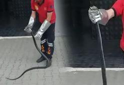 Sitenin bahçesine giren karayılan yakalanarak doğaya salındı