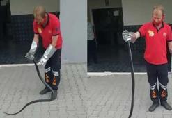 Sitenin bahçesine giren karayılan yakalanarak doğaya salındı