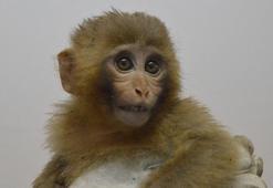 Gürbulak'ta ele geçirilen 12 maymun Gaziantep Hayvanat Bahçesi'nde