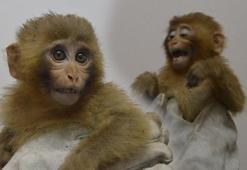 Sınırda 12 maymun! Ekipler fark edince harekete geçti