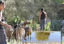 Özlem Tekin'in çiftliği!