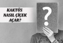 Kaktüs Nasıl Çiçek Açar? Kaktüsler Ne Zaman Çiçek Açar?