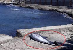 Sahilden geçenler fark etti! Hemen haber verdiler