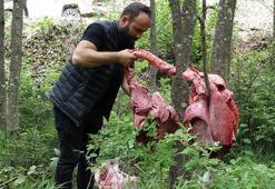 'Ayılar köylere inmesin’ diye ormana bırakıyorlar!