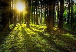 Orman haftası şiirleri