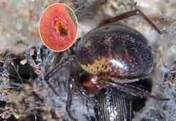 Son dakika... Uyurken geliyorlar! Uzmanlar uyardı: Sayıları artıyor