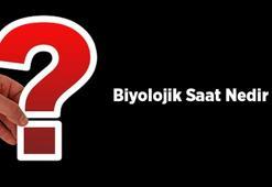 Biyolojik Saat Nedir? Kısaca Biyolojik Saat Nasıl Çalışır?