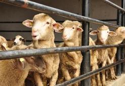 Son dakika... Kurban kesim bedeli belli oldu