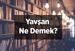 Yavşan Ne Demek, Tdk Sözlük Anlamı Nedir? Yavşan Otu Neye Yarar?