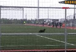 Maç oynanırken sahaya köpek girdi