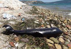Çanakkale'de ölü yunus karaya vurdu