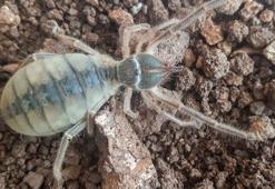 Hakkari'de yeni böğü türü keşfedildi