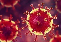 3 Temmuz bugünkü koronavirüs tablosu! Türkiye koronavirüs vaka sayısı-ölü sayısında son durum nedir?