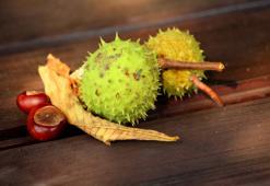 At Kestanesi Faydaları Nelerdir? At Kestanesi Kremi ve Yağı Ne İşe Yarar?