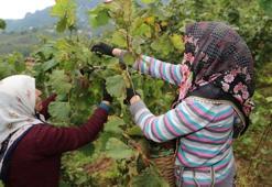 Giresun'da fındık işçisinin günlük yevmiyesi asgari 120 lira olacak