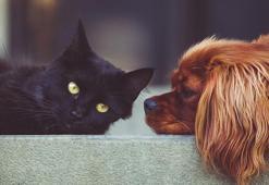 Kedi, köpek besleyenler için ipuçları