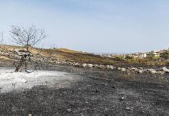 Yerküre orman yangınlarının etkisi altında