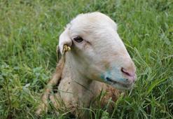 Köyün tamamı koruma bölgesi ilan edildi: Mavi dil hastalığı