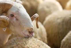 Mavi dil hastalığı nedir, belirtileri neler? Mavi dil hastalığı nasıl bulaşır?