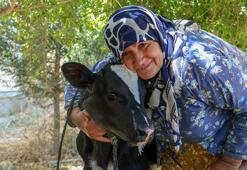 Manavgat'taki yangından kurtulan ineğin 'mucize' sürprizi!