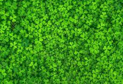 Yonca Nedir? Kısaca Yoncanın Faydaları Nelerdir?