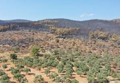 Üreticiler yangınlar nedeniyle zeytinliklerinin zarar görmesinin üzüntüsünü yaşıyor