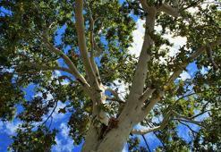 La Fontaine masalı: Çınar ağacı ile saz