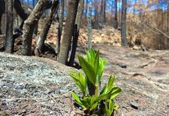 Muğla'da yangın sonrası ilk filizler çıktı