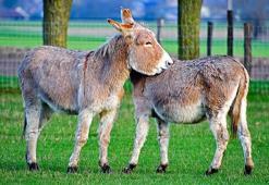 La Fontaine masalı: İki katır masalını oku