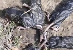 Kuyrukları birbirine bağlı bulundular! Uzmanlar şaşkına döndü, kıyamet alameti
