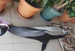 Korkutan görüntü! Ekiplere haber verildi