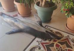 Bursa sahiline ölü yunus balığı vurdu