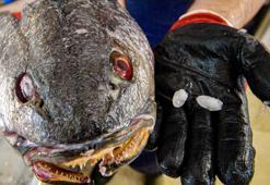 Balık 70, kafasındaki taş 600 lira