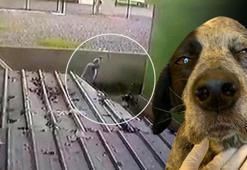 Kanuna yeni madde eklendi! Sokak köpeğini döven şüphelinin 3 yıla kadar hapsi istendi