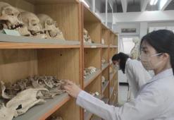 Türkiye'de bir tek Ankara'da var! İskelet ve kemik parçalarıyla tespit ediliyor