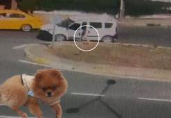 Çalınan  'Aslan' operasyonla bulundu! Yüzlerce saatlik görüntü izlendi...