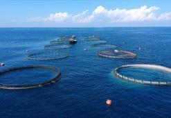 Türkiye, su ürünleri ve hayvansal mamul ihracatında yeni rekora koşuyor