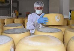 Yurt genelindeki kuraklık tescilli Kars kaşarı üretimini de etkiledi