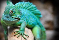 Tekerleme oku: Bulutlar bulmuş bukalemunu