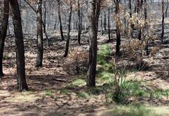 Marmaris'te yanan ormanlar yeniden yeşeriyor