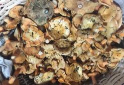 Doğada yetişen mantarları toplayıp yiyenlere önemli uyarı!