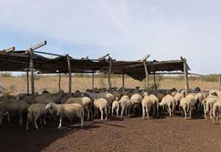 Edirne'de 'mavi dil' kabusu! Karantina başladı