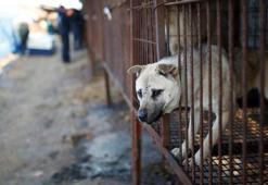 Güney Kore köpek eti tüketimini yasaklamaya hazırlanıyor
