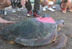 Antalya'da 4 caretta caretta denize bırakıldı