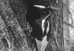 ABD'de 23 canlı türünün soyu tükendi