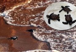 İztuzu sahilinde caretta caretta yuvası ve yavru çıkışında artış