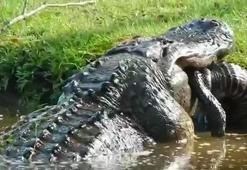 Bahçede belirdi, milyonlarca kez izlendi! Tek seferde yuttu