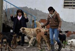 'Sokak köpekleri değil, asıl sorun...' dedi ve açıkladı!