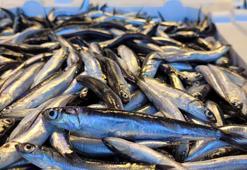 Karadeniz'de hamsi bolluğu; fiyatı yarıya düştü